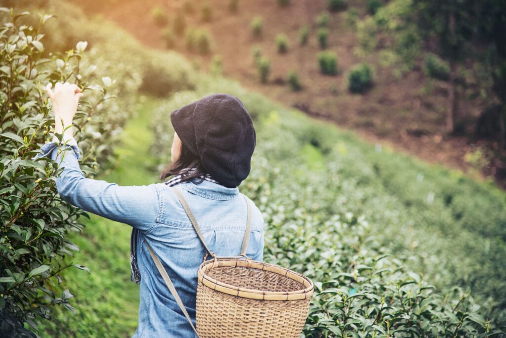 origen del primer árbol de té